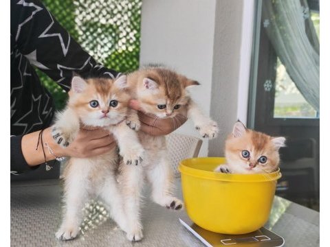 Ankaranın en seçkin golden british shorthair yavruları