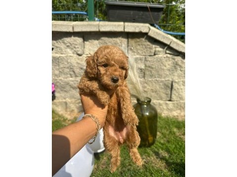 Red brown poodle yavrularım