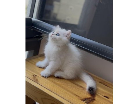 Ny1133 golden point güzellik british longhair