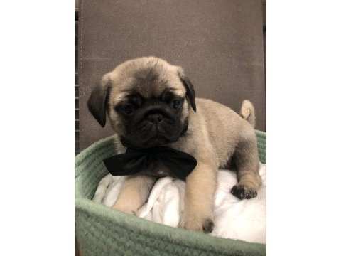 İki dişi ve bir erkek üst kalite pug mops bebekler