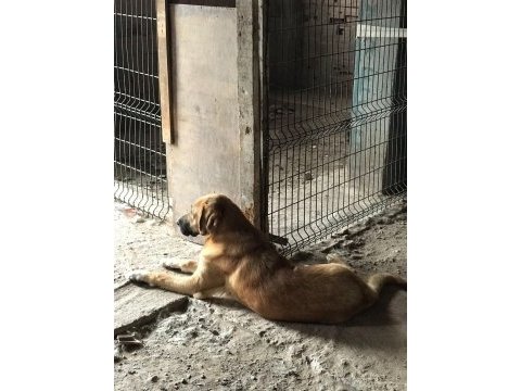8 aylık kalın kemikli erkek kangal köpeği