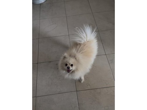 En uygun aşılı pomeranian