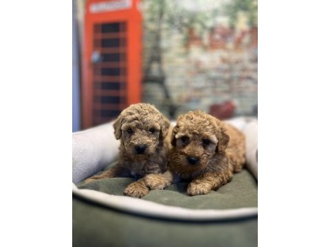 Birbirinden güzel maltipoo yavrularımız @petclubadana