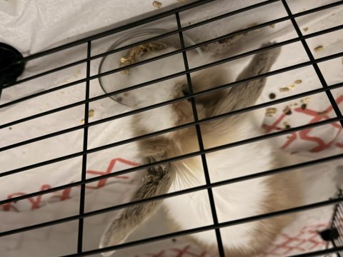 7 aylık hollanda lop tavşanı