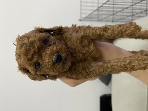 Ev doğumlu sağlıklı poodle yavrular 