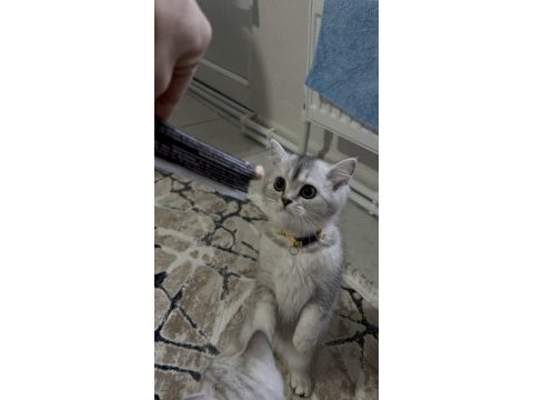 Sahiplendirmek istiyorum kedilerimi