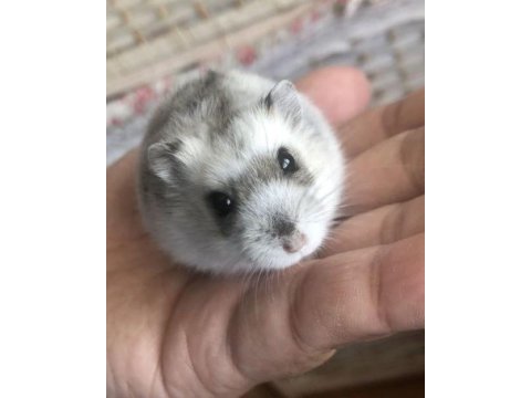 Hamster-gonzales yavruları heryere gönderim
