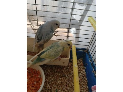 Yavru ve 3 aylık muhabbet kuşları