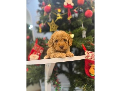 Maltipoo bebeğim