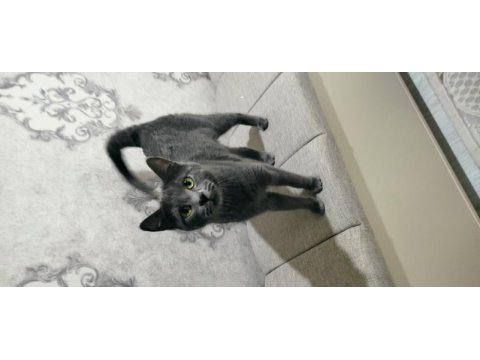 Prenses british shorthair yeni ailesini arıyor