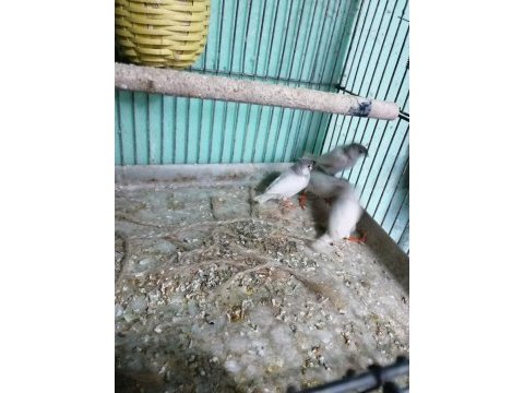 Zebra finch (hint bülbülü)