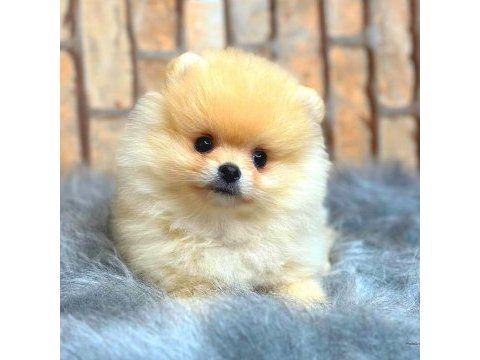 Ayı surat pomeranian boo