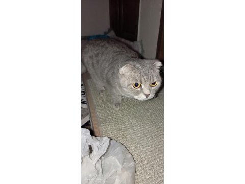 Scottish fold kedimiz