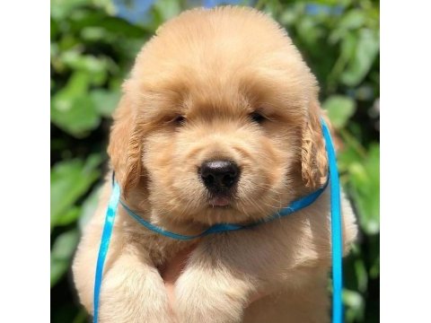 Golden retriever cins köpekler