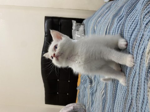 Acil 8 aylık erkek british shorthair
