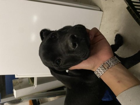4 aylık cane corso