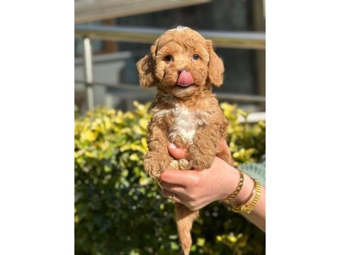 Muhtesem guzellikte mini maltipoo bebeklerimiz
