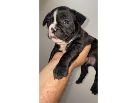 Fransız bulldog dişi yavrular - balıkesir, bursa