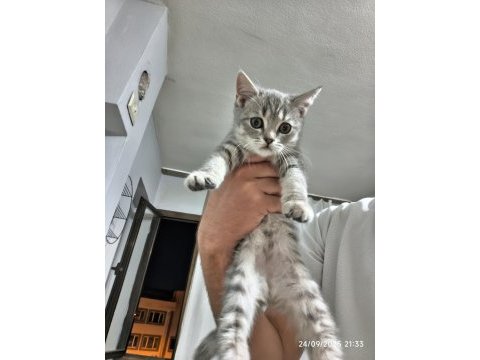 Afacan british shorthair kediler