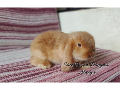 Cüce lop/miniatur lop cüce tavşan çiftliği alanya
