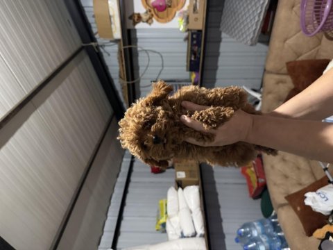 Kore poodle yavruları yeni yuvasına hazır