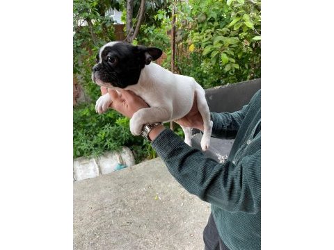 3 aylık french bulldog dişi ve erkek