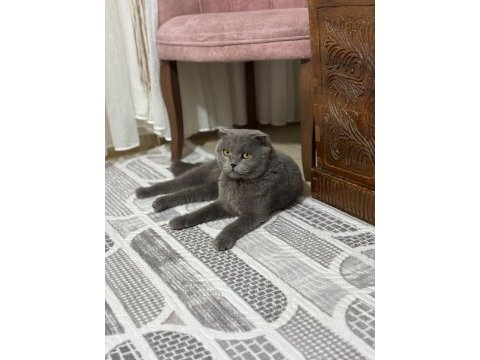 3 yaşında erkek british shorthair