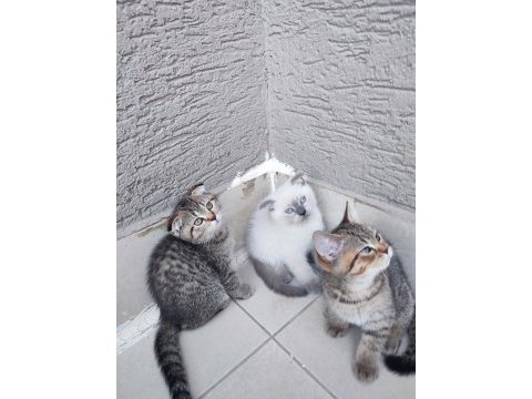 Scottish fold 2 aylıklar uygun puana