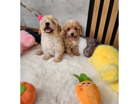 Maltipoo  yavrularımız 
