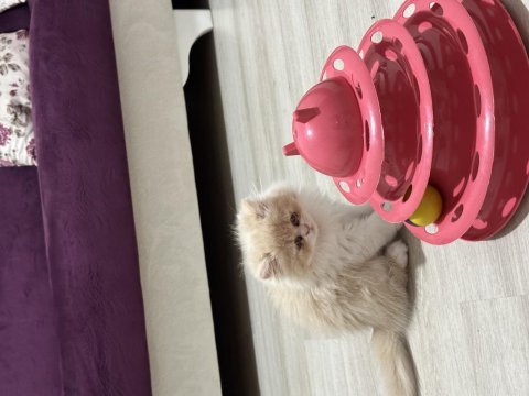 Chinchilla 2 aylık güzel yavrumuz