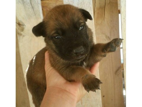 Hırs küpü belçika malinois yavrular