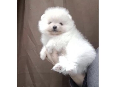 Pomeranian boo beyaz