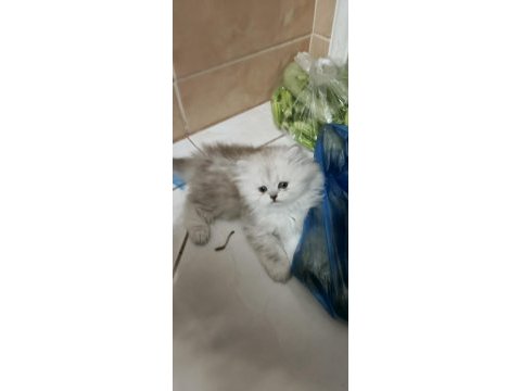 14 haziran doğumlu british longhair