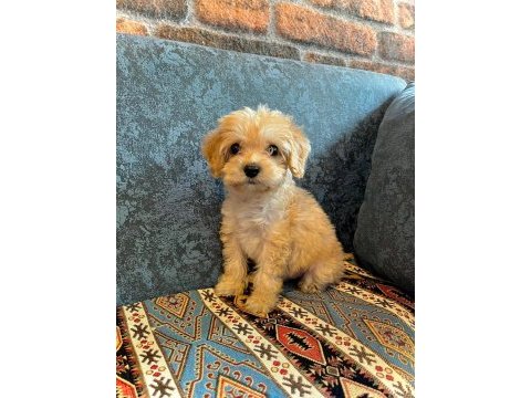 Sevimli maltipoo yavrumuz yeni ailelerini bekliyor