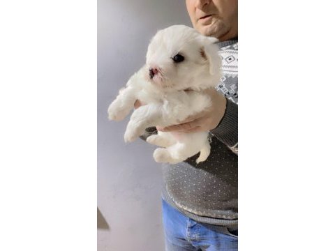 Minnoş terrier