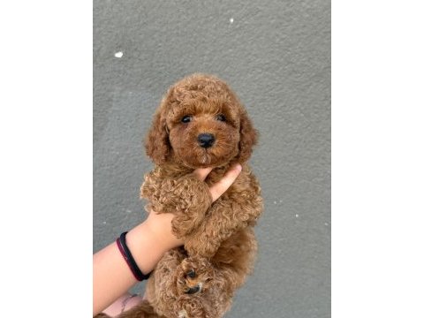 Toy poodle sağlık ve ırk garantili yavru