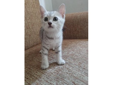 Anne scottish baba amerikan shorthair