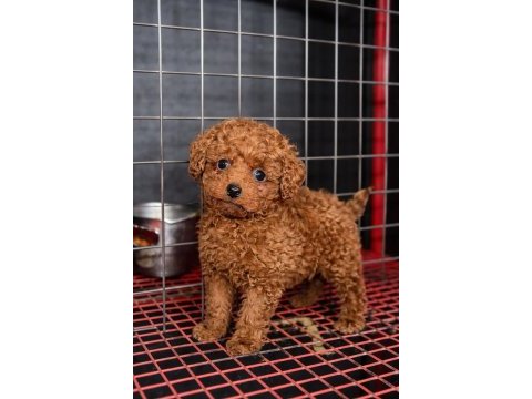 Toy poodle köpeği