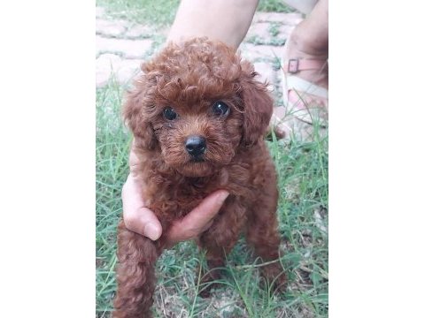 Çok tatlı teacup dişi poodle