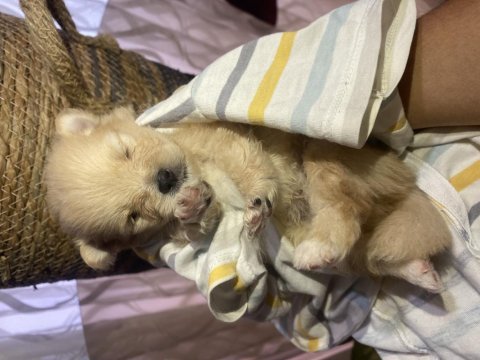 Pomeranian boo 6 adet yavru 4 erkek 2 dişi