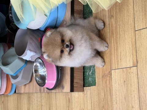 Adımız darchi pomeranian
