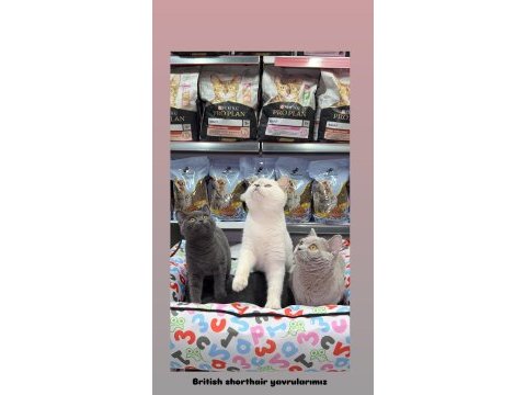British shorthair yavrularım