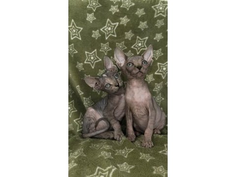 Naked beauty sphynx cattery sfenks kedisi