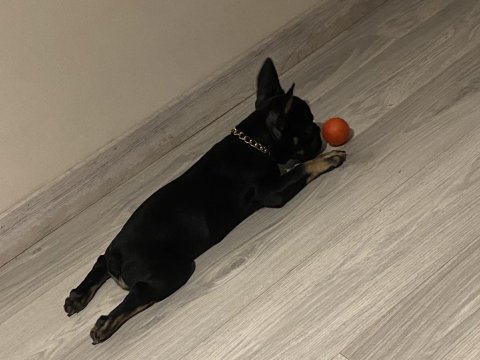 Black tan 5 aylık fransız bulldog