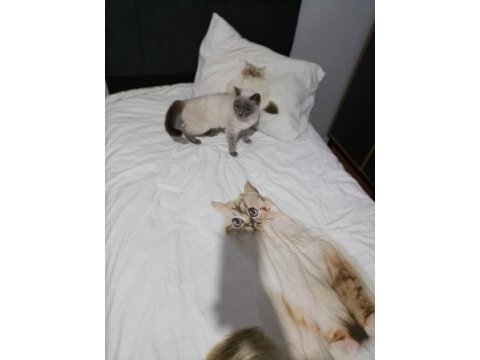 2 yaşında british shorthair