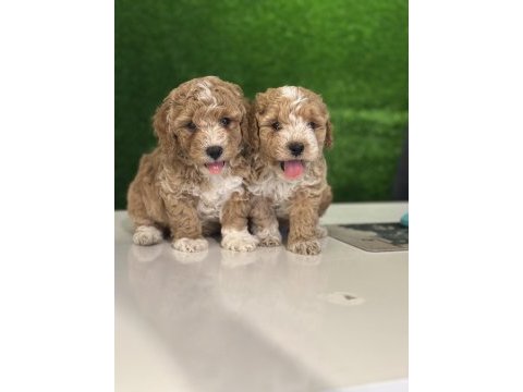 Üst kalite maltipoo