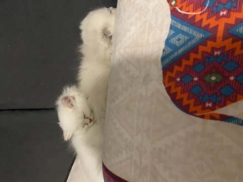 Çok sakin, sevecen bir british longhair oğlan