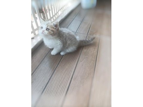 British shorthair ve british longhair yavrular