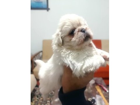 Pekinez yavru köpekler