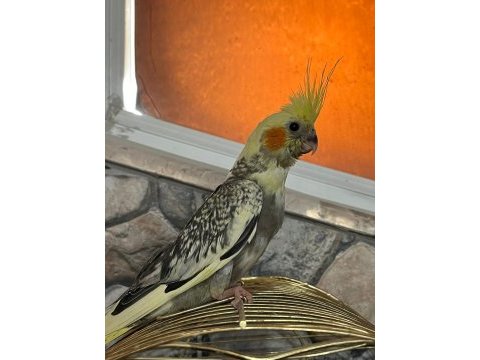 Pied yavru sultan papağanı